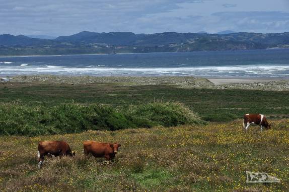 Vacas pastam tranquilamente no belo cenário da Playa Mar Brava, no noroeste da ilha de Chiloé, no sul do Chile